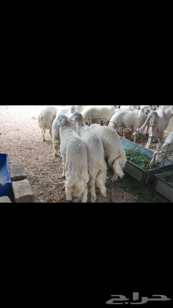 خرفان للبيع خميس مشيط وابها وضواحيها