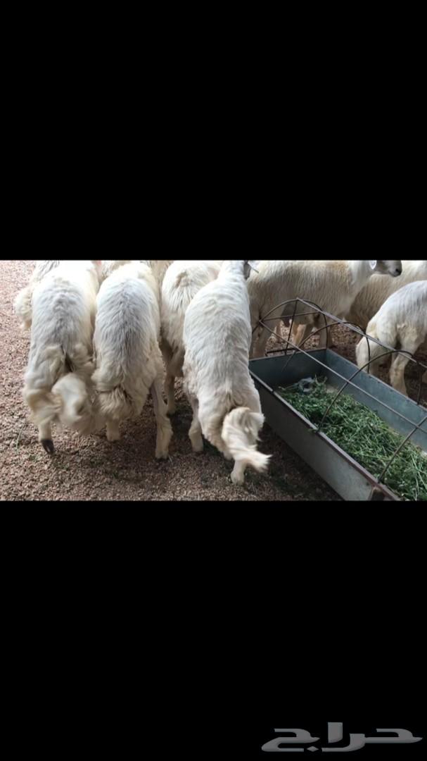 خرفان للبيع خميس مشيط وابها وضواحيها
