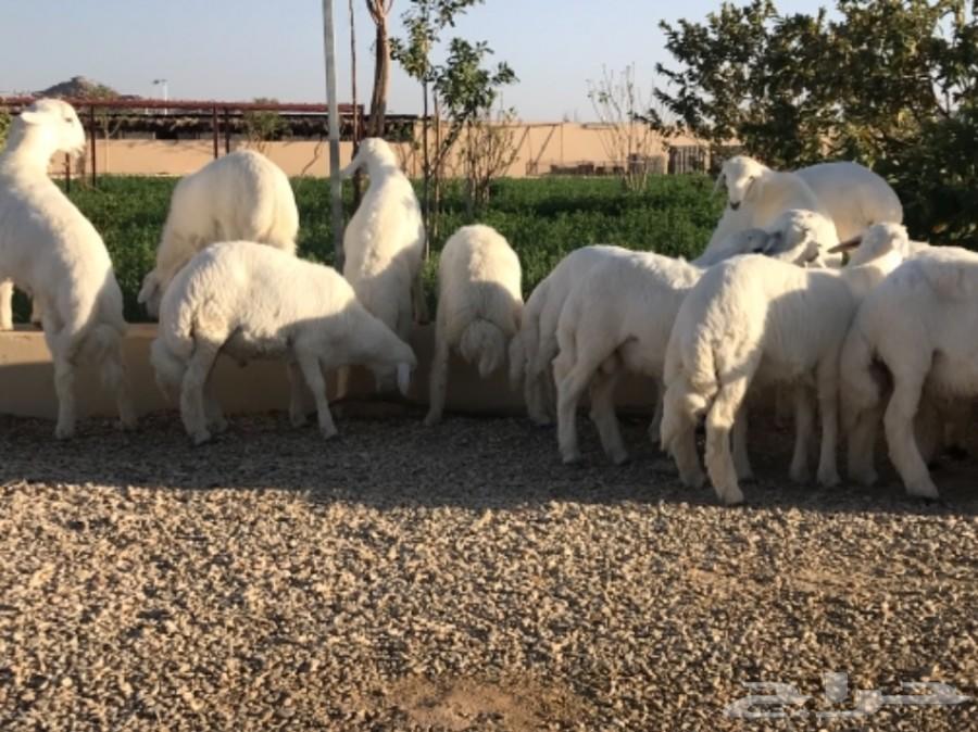 خرفان للبيع خميس مشيط وابها وضواحيها