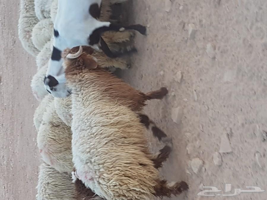 احجز ضحيتك مع امكانيه الذبح
