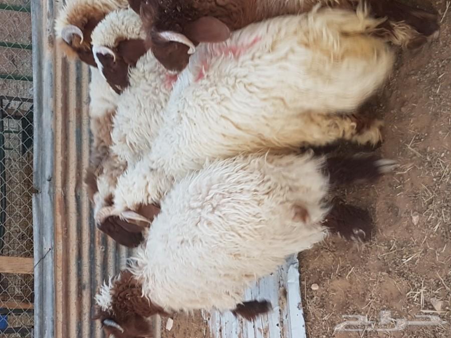 احجز ضحيتك مع امكانيه الذبح
