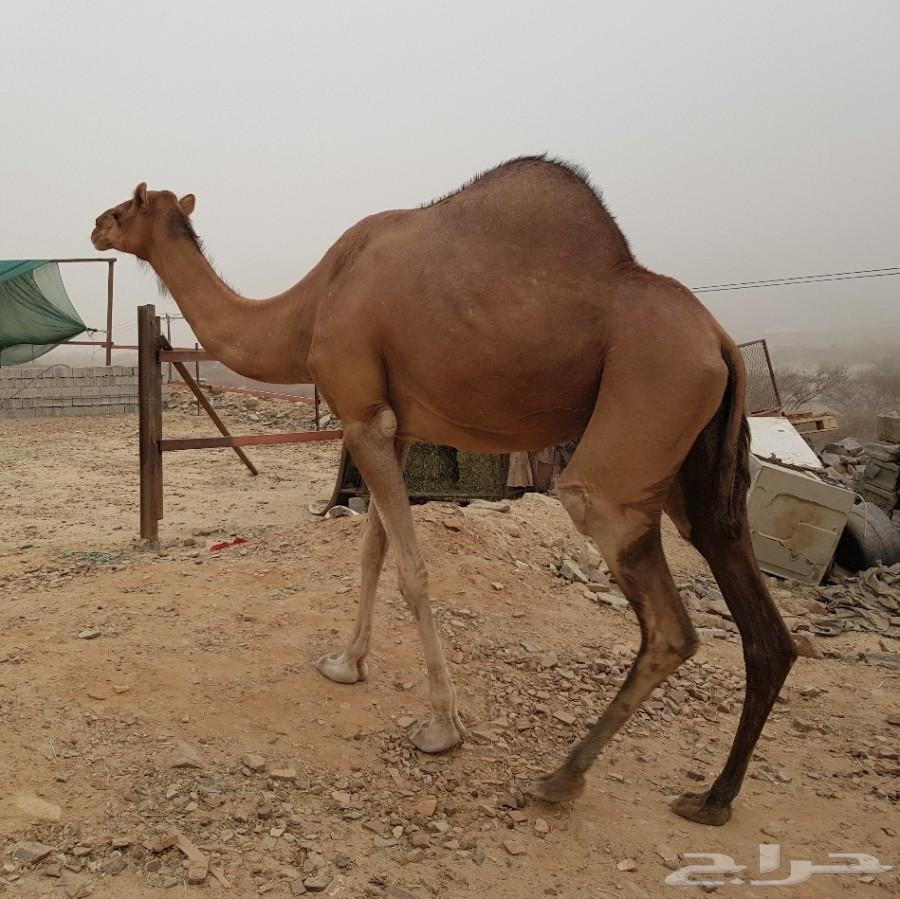 ناقه ساحليه