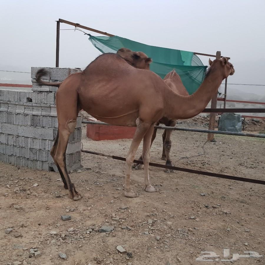 ناقه ساحليه