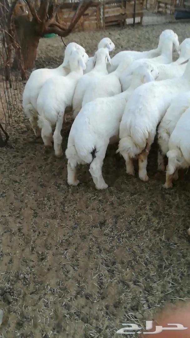 (تم البيع)بهم حري خرفان ورخال سمان وشعرة طيبه