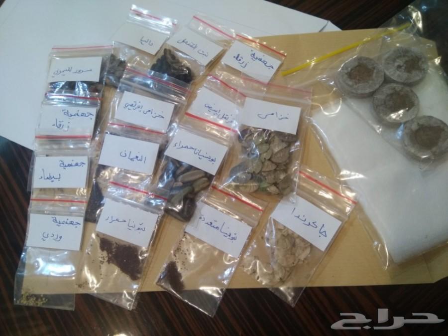 بذور اشجار الجاكرندا بسعر رخيص والتوصيل مجانا