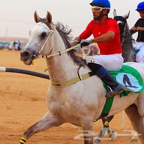 لعشاق السرعه حصان عربي اصيل خط فرنسي سرعه