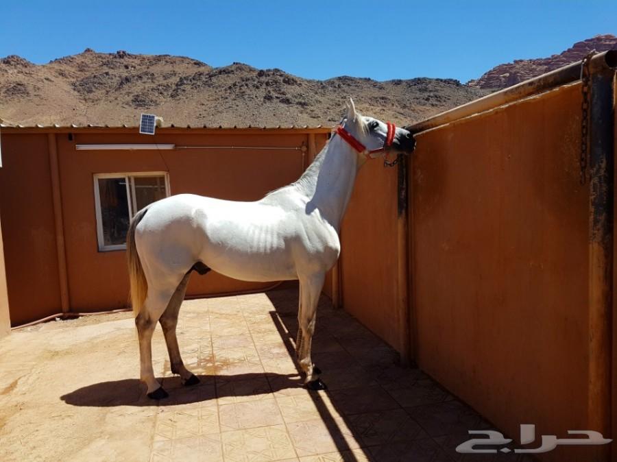 لعشاق السرعه حصان عربي اصيل خط فرنسي سرعه