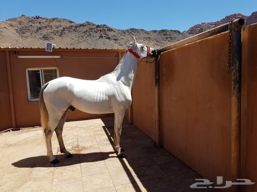 لعشاق السرعه حصان عربي اصيل خط فرنسي سرعه