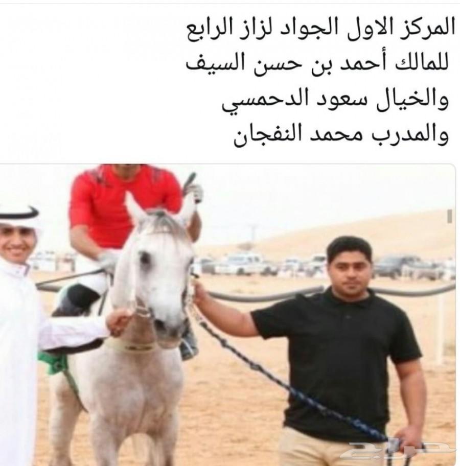 لعشاق السرعه حصان عربي اصيل خط فرنسي سرعه