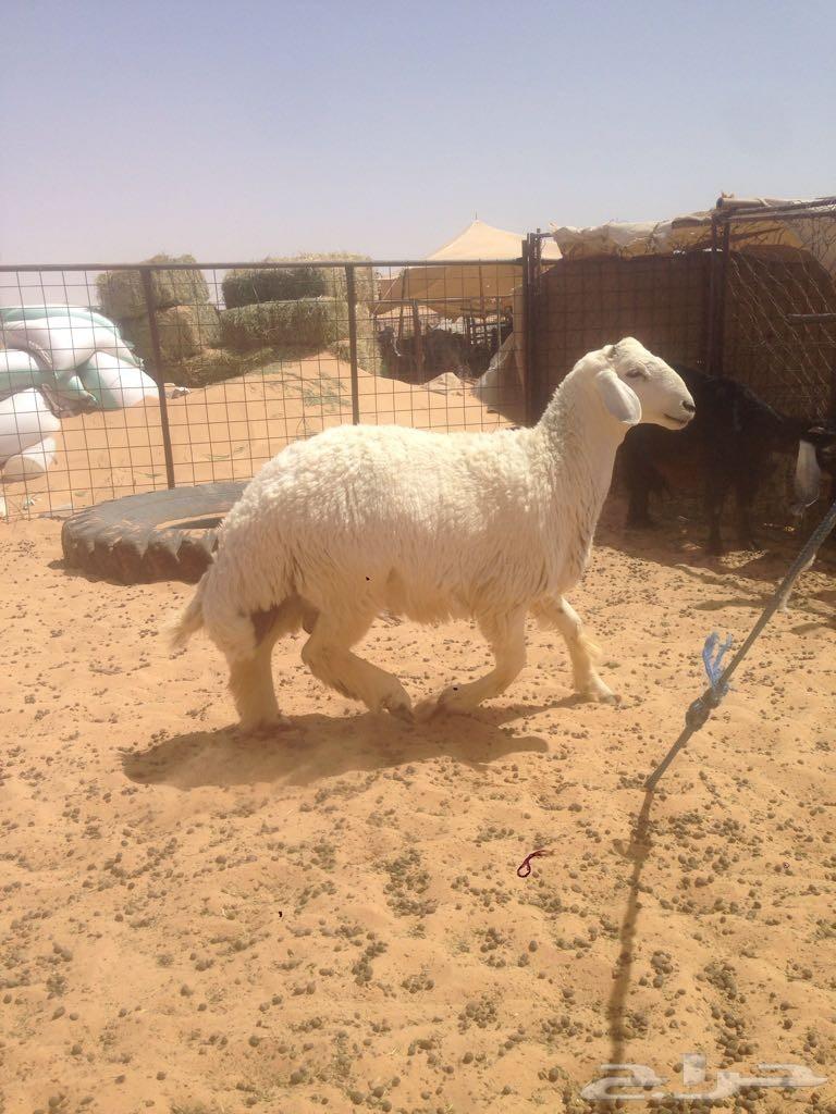 طلي حري للبيع