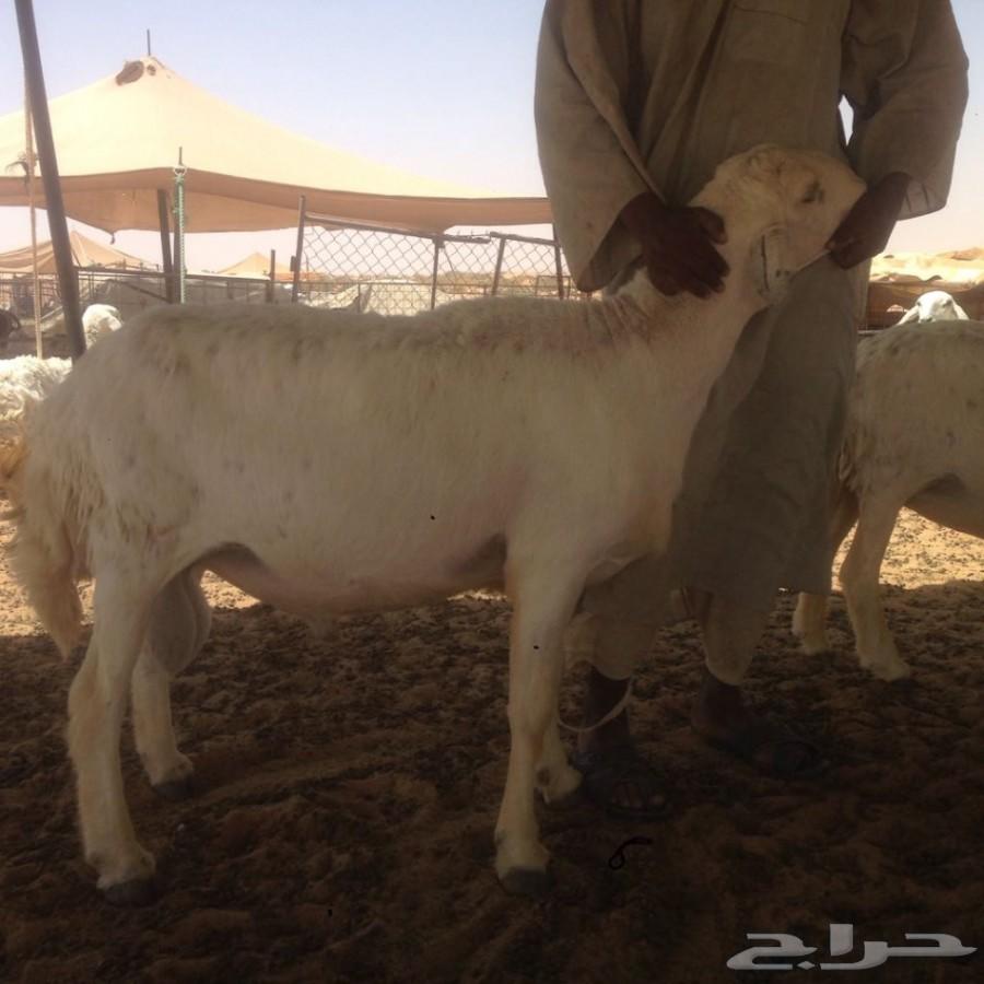 طلي حري للبيع