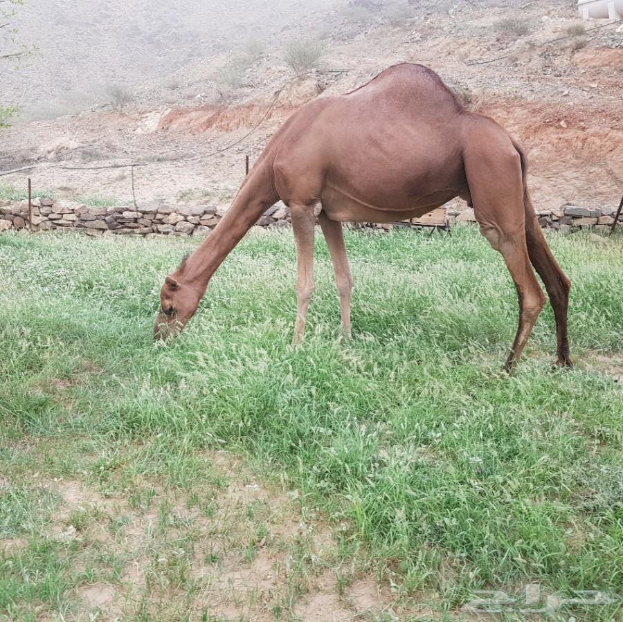 ناقه ساحليه