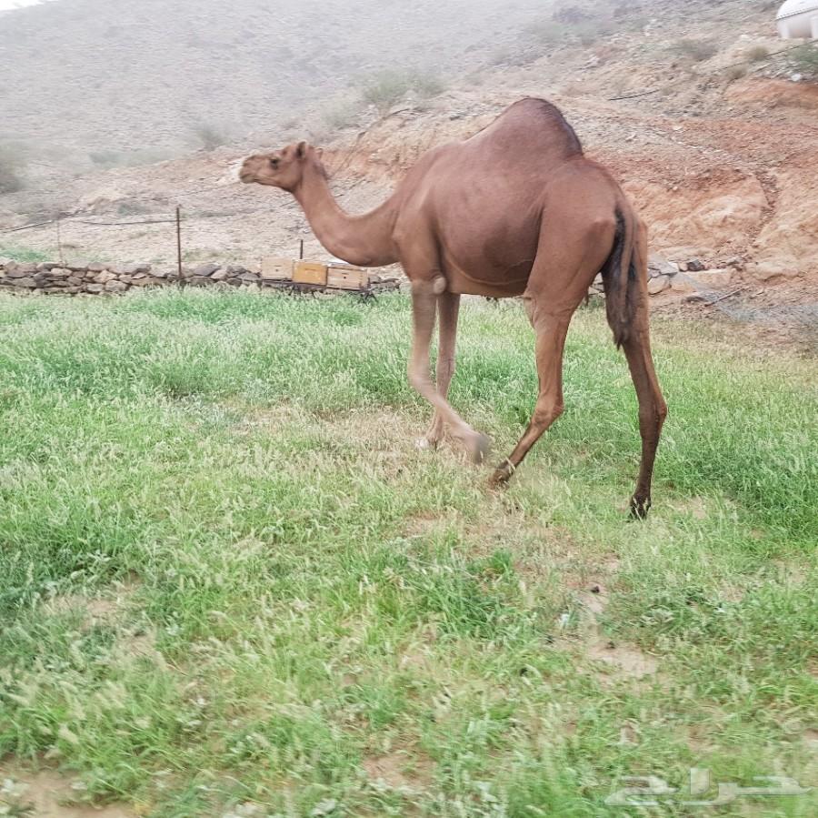 ناقه ساحليه