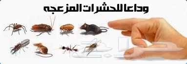 رش مبيد رش حشرات البيوت صراصير نمل فران برص