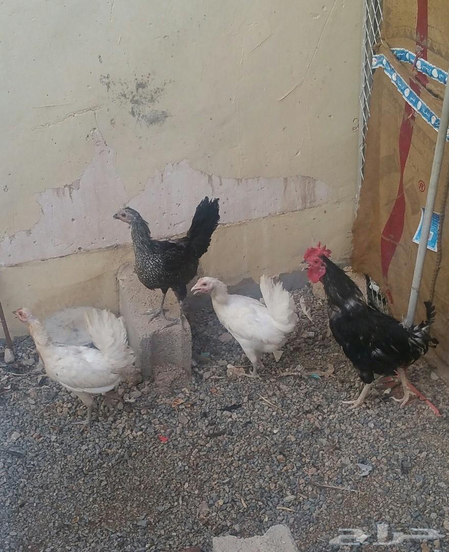 دجاج بلدي للبيع وشبك