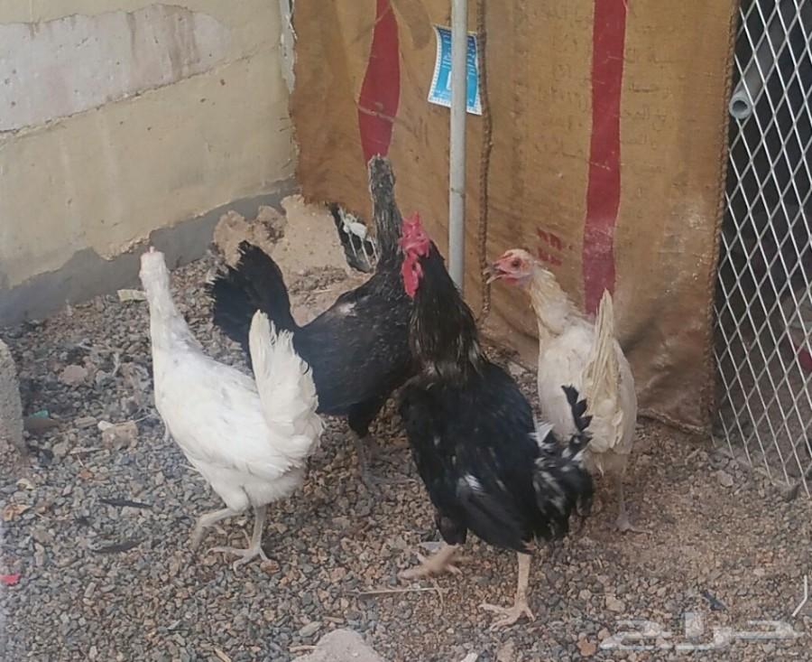 دجاج بلدي للبيع وشبك