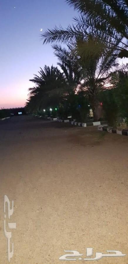 للبيع منتجع وارض مثمرة بالقاعد بحائل