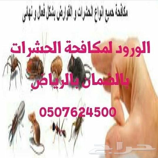 رش مبيد حشرات النمل الصراصير تنظيف كنب سجاد