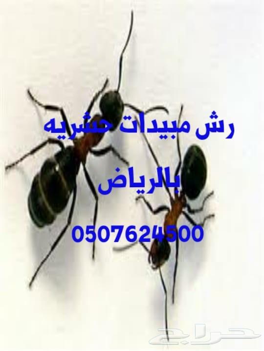 رش مبيد حشرات النمل الصراصير تنظيف كنب سجاد