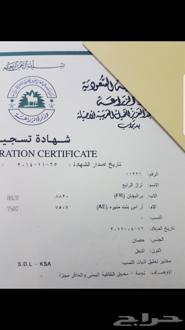 لعشاق السرعه حصان عربي اصيل خط فرنسي سرعه