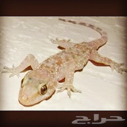 رش مبيدات بق نمل فئران وزغ عته رش قبل الصبة