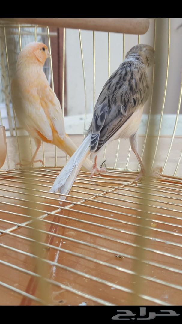 ذكر كناري بسكوتي وانثى للبيع