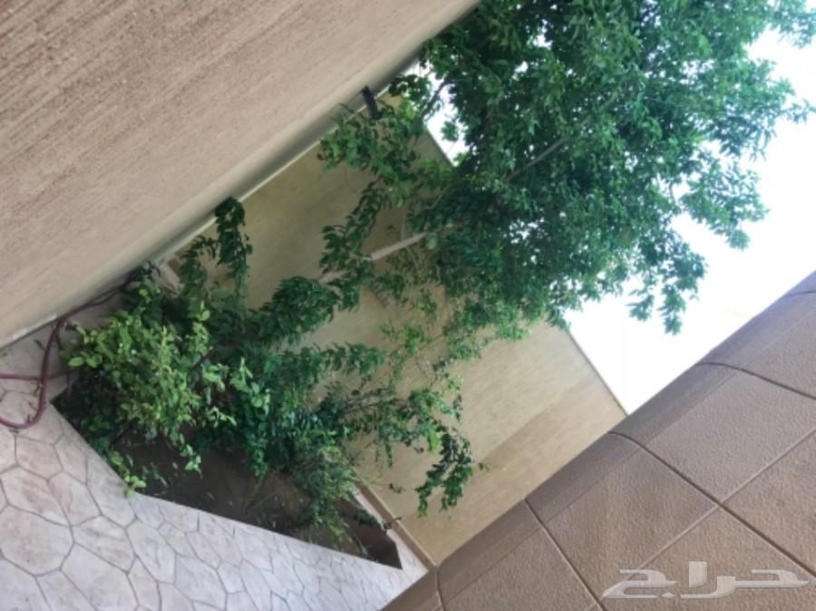 فله حي النخيل الغربي 750م للايجار
