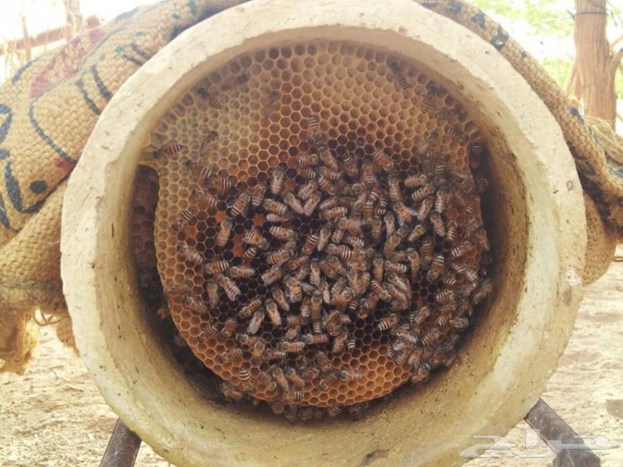 عسل حضرمي درجة اولى فاخر على الفحص