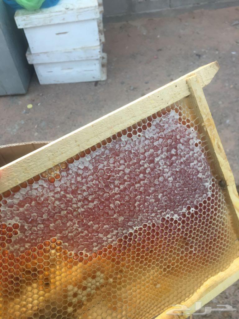 عسل طلح حايل