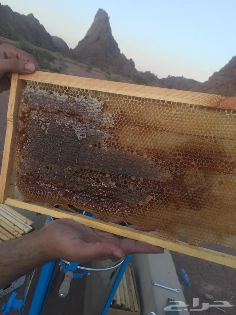 عسل طلح حايل
