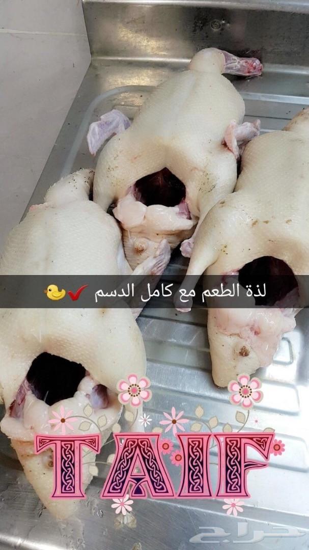 زغاليل فرنسي بط بكين دوك رومي وبلدي سمان