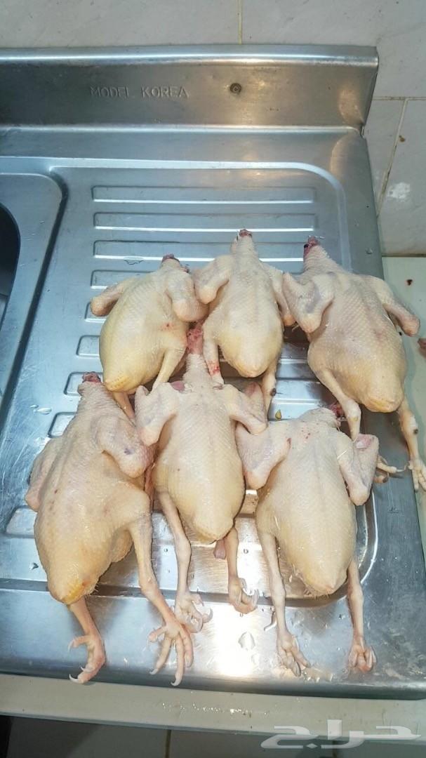زغاليل فرنسي بط بكين دوك رومي وبلدي سمان