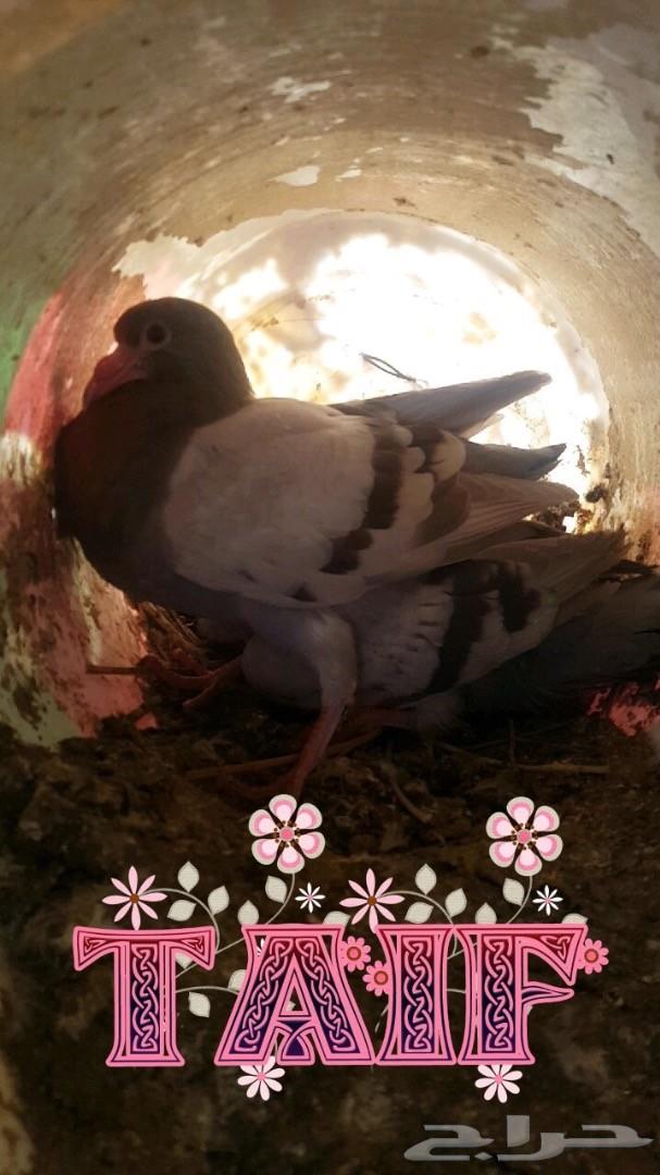 زغاليل فرنسي بط بكين دوك رومي وبلدي سمان