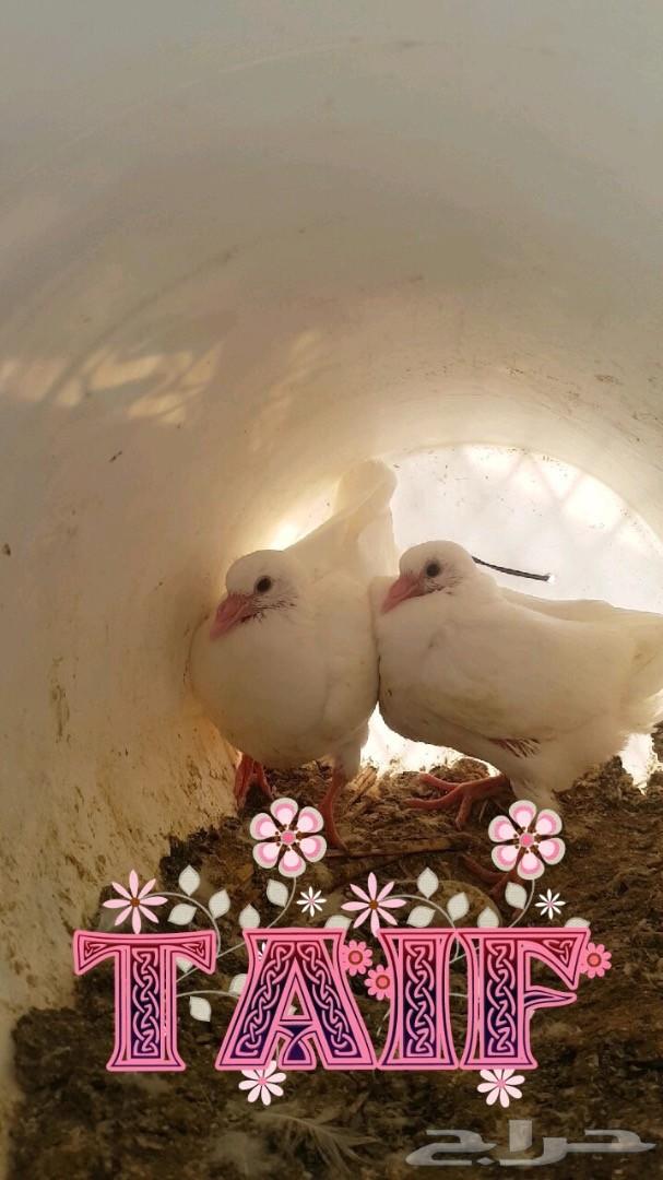 زغاليل فرنسي بط بكين دوك رومي وبلدي سمان