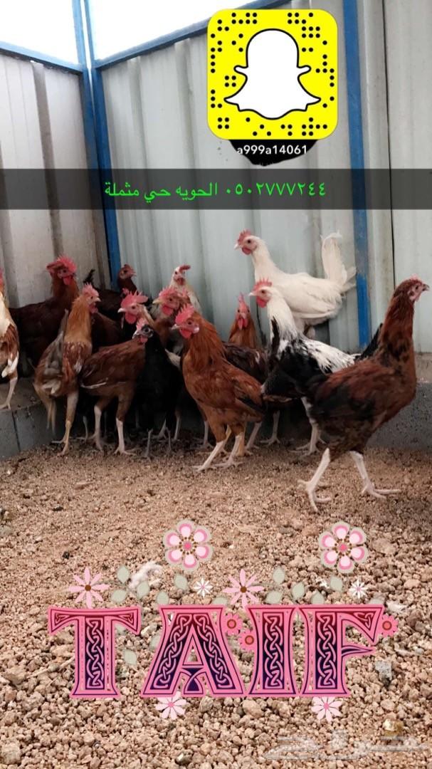زغاليل فرنسي بط بكين دوك رومي وبلدي سمان