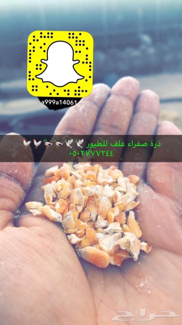 زغاليل فرنسي بط بكين دوك رومي وبلدي سمان