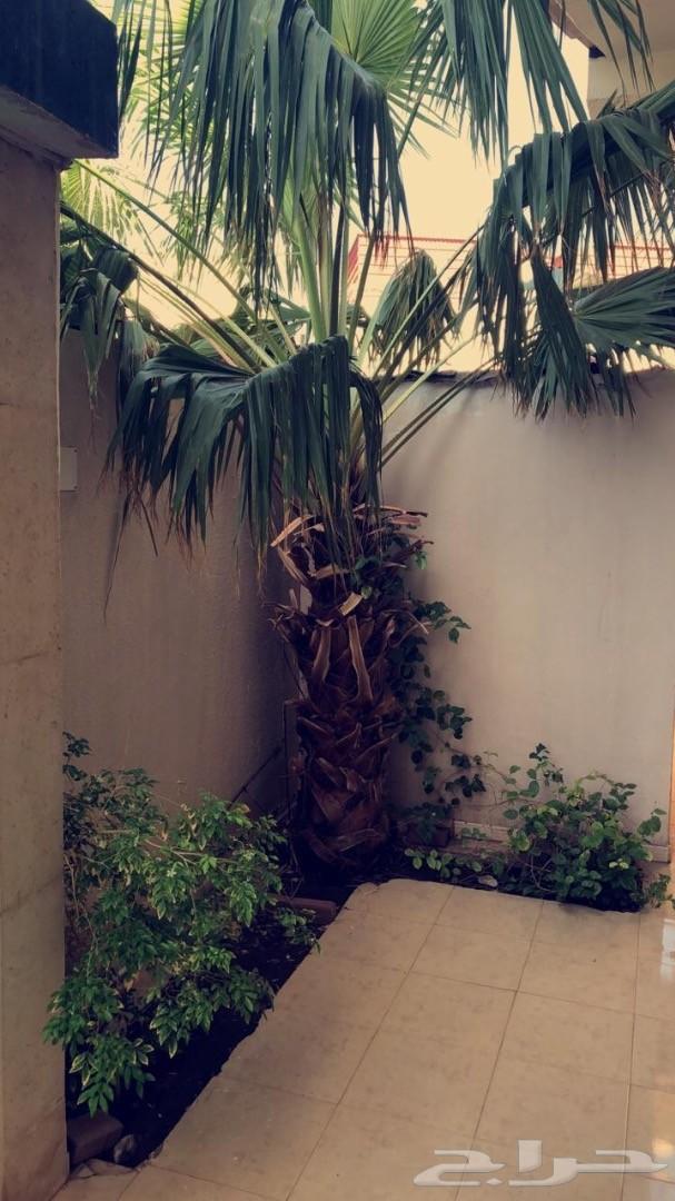 عماره للبيع في الدعيثه