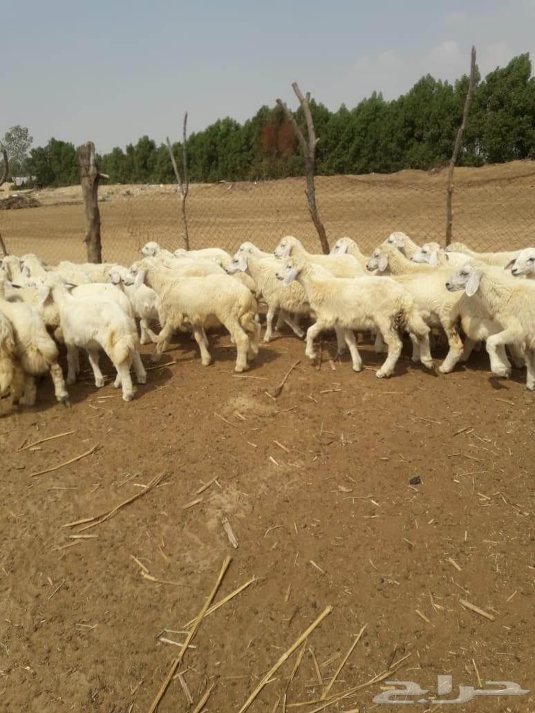 بهم حري شعره وطرف ونظافه ( انباعت)