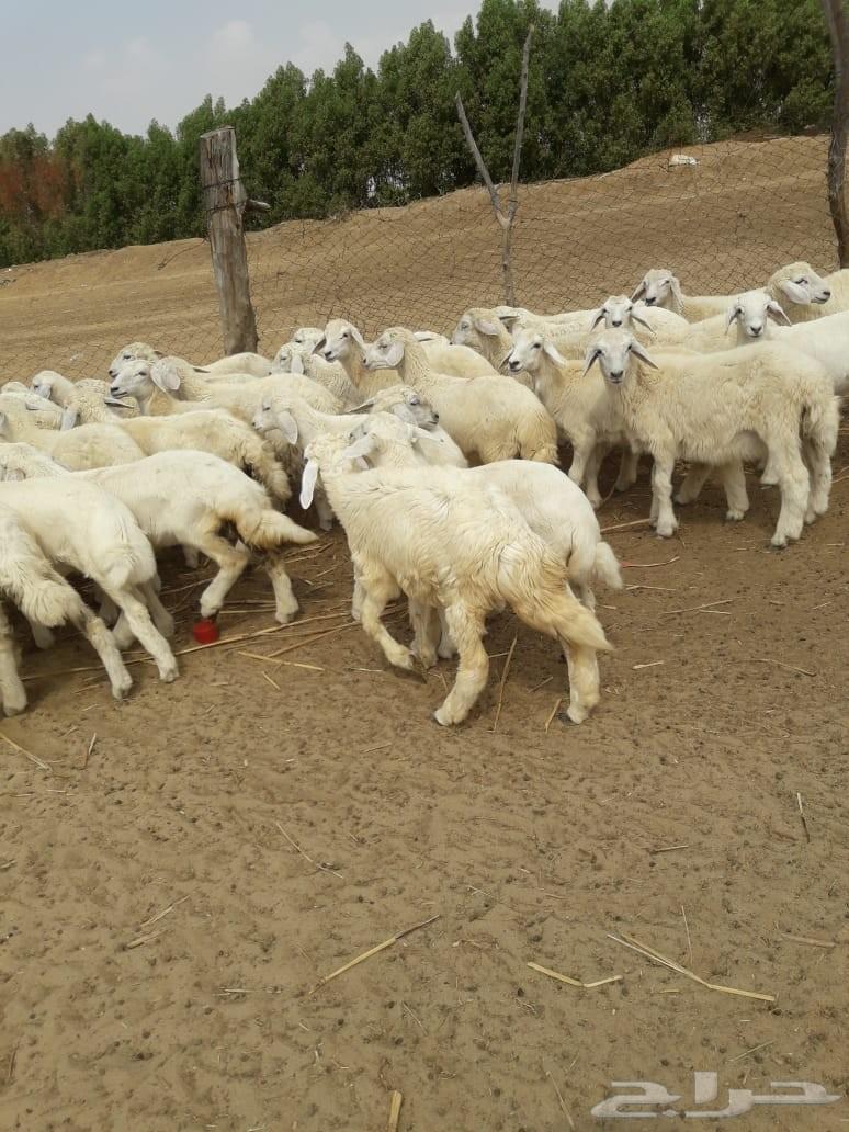 بهم حري شعره وطرف ونظافه ( انباعت)