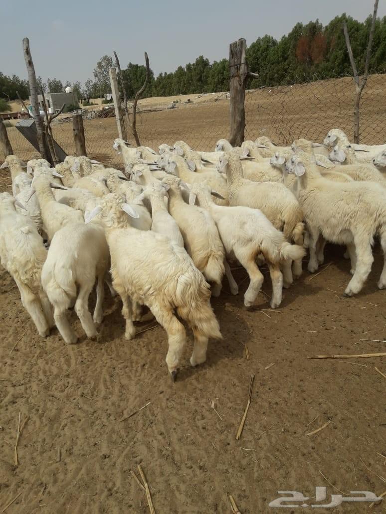 بهم حري شعره وطرف ونظافه ( انباعت)