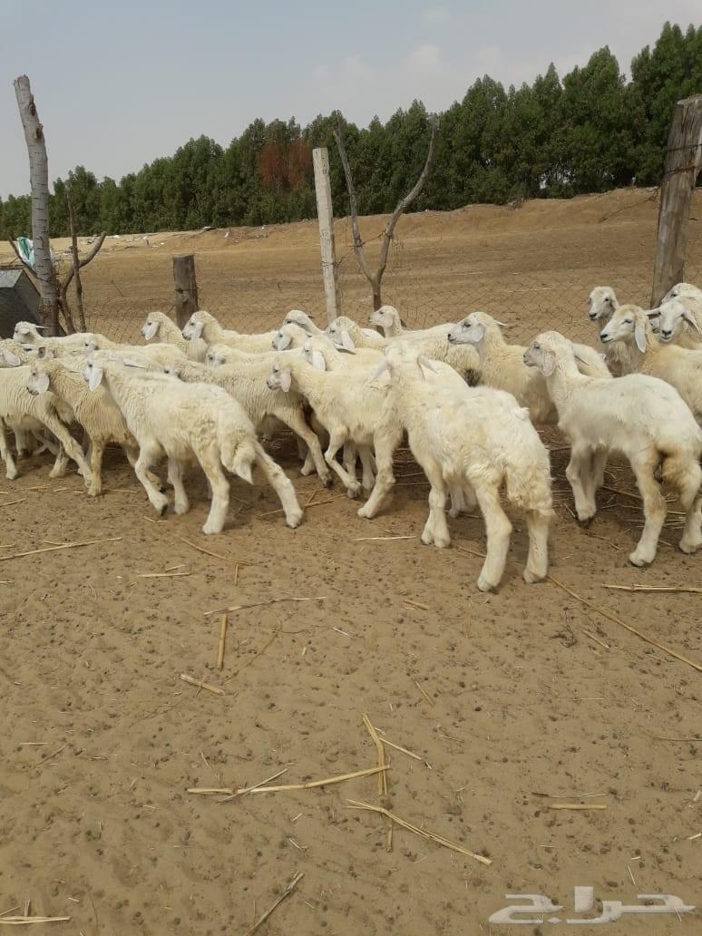 بهم حري شعره وطرف ونظافه ( انباعت)