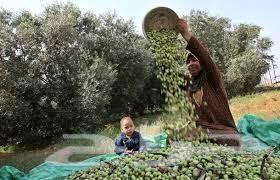 زيت زيتون فلسطيني بكر
