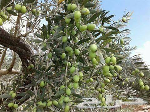 زيت زيتون فلسطيني بكر
