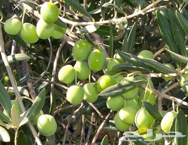 زيت زيتون فلسطيني بكر