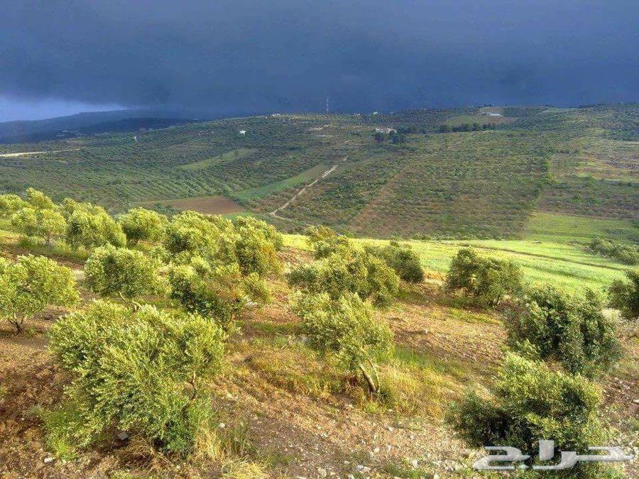 زيت زيتون فلسطيني بكر