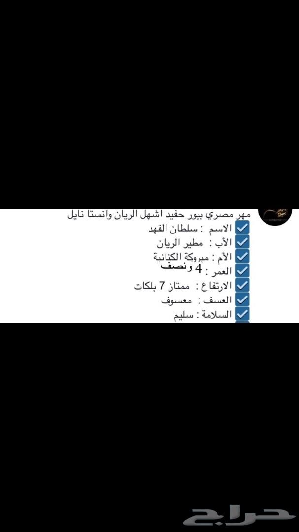 حصان مصري بيور حفيد أشهل الريان وانساتا نايل