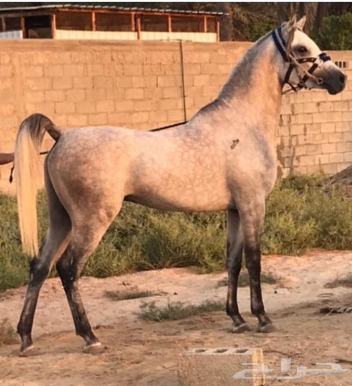 حصان مصري بيور حفيد أشهل الريان وانساتا نايل