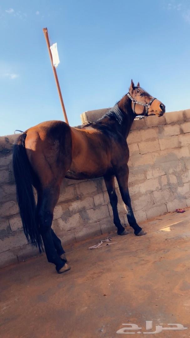 حصان انتاج