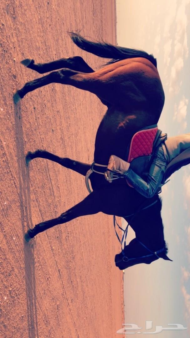 حصان انتاج