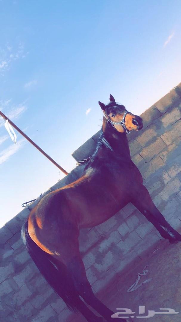 حصان انتاج